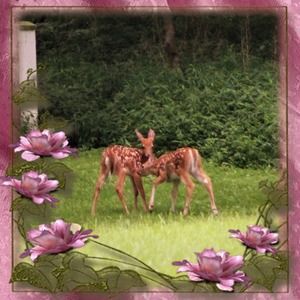 Meet your Posher, Melodee